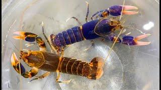 How to Breed Crawfish for Profit Unlocking Rare Colors