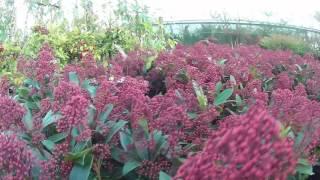 Big Plant Nursery - Skimmia japonica Rubella