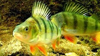 Perch Feeding - European Perch Perca fluviatilis  Flussbarsch Fütterung