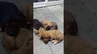 Beautiful puppies left on the street sleeping in a pile on the cold concrete