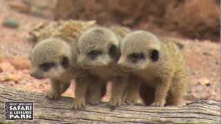 Baby Meerkats at West Midland Safari Park