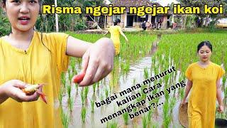 RISMA BERBURU IKAN KOI DI SAWAH