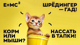 О чём думают коты