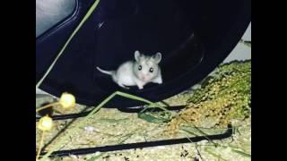 Frodo im Laufrad  Chinesischer Streifenhamster