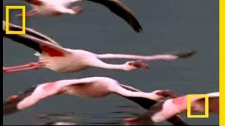 Flamingos of Bogoria  National Geographic