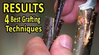 The 4 BEST Grafting Techniques using DORMANT SCIONS  RESULTS after 35 days