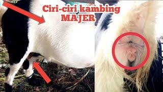 Ciri-Ciri Indukan Majer.3 Tanda Yang Perlu Di Pahami.