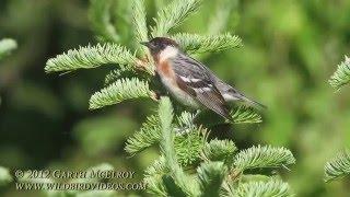 Bay-breasted Warbler in Maine