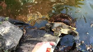 Schildkröten Teich 2021