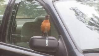 Robin Falls In Love With Himself In Car Mirror