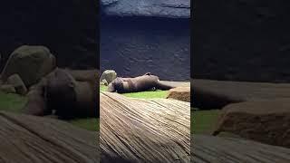 Otters at Australia Zoo #otters #australiazoo #queensland