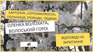 Картопля йошта нітроамофоска оедема оленка волохата та інше - відповідаю на запитання