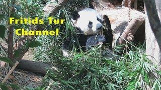 Giant Panda Singapore Zoo