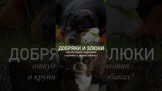 Маленькая злая собачка  и большой пёс-добряк. Согласны? #pets #dog #animals #собака #humor