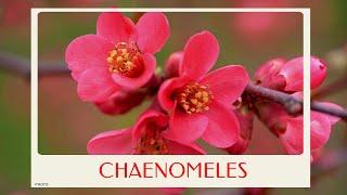 calm journey into the realm of lovely chaenomeles flowers  flowering quinces virtual tour