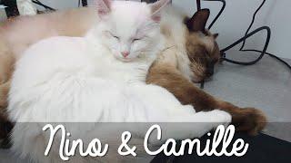 FIGHT AND LOVE - NINO AND CAMILLE