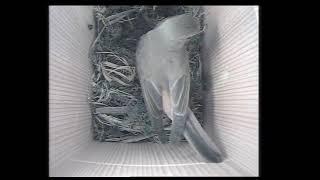 Couvée rouge-queues à front blanc - 1ère nidification 2020 - Part 2