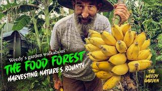 THE FOOD FOREST - Harvesting Natures Bounty