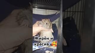 Огромный и страшный дикий пасюк Ситро.  Отожрал ряху.  #wildrats #cuterats #like #приют