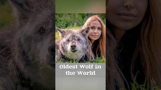 THE OLDEST WOLF IN THE WORLD #oldestwolf #wolf #greywolf  #giantwolf #canadianwolf #longevity