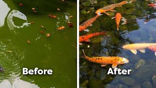 How to Clear & Prevent Green Water in Ponds