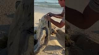 I Found a Sea Turtle... Upside Down rescue