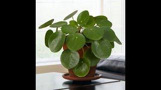 Growing the Chinese Money Plant Pilea peperomioides