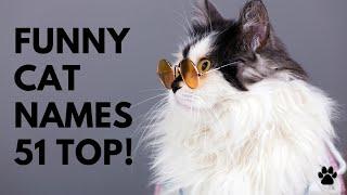  Funny Cat Names 51 FUNNIEST & BEST & CUTE Ideas  Names