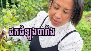 ដកដំឡូងបារាំងជាលើកដំបូងក្នុងជីវិត  Harvesting potatoes