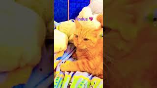 Cute cat ️ #katzenliebe #catsagram #catlover #funnycats #funnycatsvideos #katzen #cats