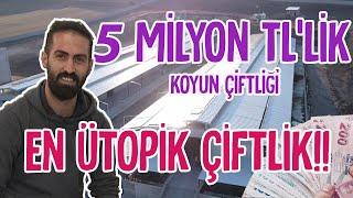 5.000.000 TLlik ÜTOPİK Çiftlik 4000 baş hayvan kapasiteli - Çobanın Sesi