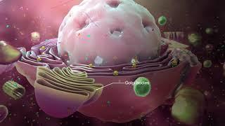 Medical Animation explaining Coronavirus Mechanism of Action - How Coronavirus attacks a human body