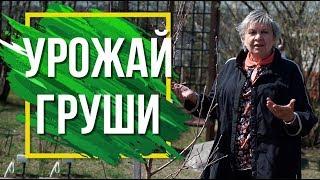 Почему не плодоносит Груша  Советы По Уходу За Плодовым Деревом интернет магазин дача