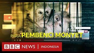 Di balik komunitas global pemesan konten penyiksaan monyet kejam dari Indonesia - BBC News Indonesia