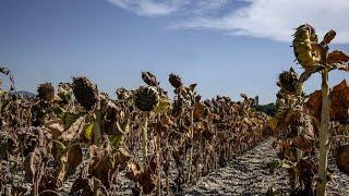 Ukraine harvests sunflowers as port troubles hit exports