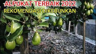 Terbaik......  Alpukat Rekomendasi Untuk Di Kebunkan di Tahun 2022