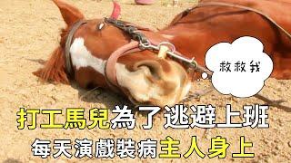 In order to avoid going to work  the working horse pretended to be sick and escaped training every