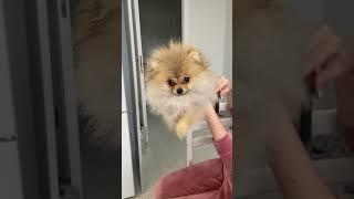 Pampered pooch adorable video of dogs happy post-bath paw dance