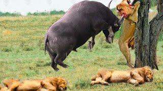 Angry Buffalo herd attack Lions very hard Wild Animals Attack