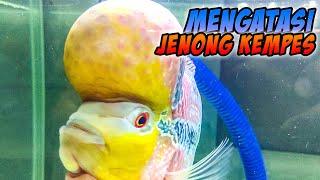 CARA MENGATASI IKAN LOUHAN JENONG KEMPES