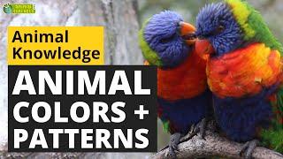 Animal Colors and Patterns for Camouflage and Warning  - Animals for Kids - Educational Video