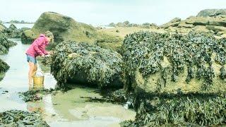 Foraging Seaweed Harvesting a French Coastal Superfood