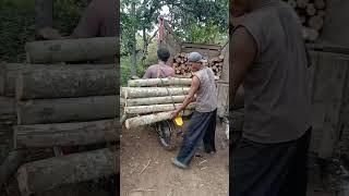 Ojek kayu sengon untuk jalan sempit