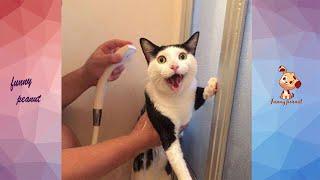 Cats Reaction To Bathing-Why Cats Hate To Bathe?  Funny Pets