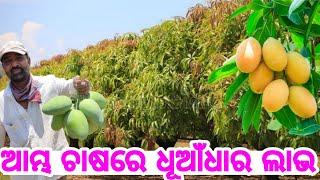 Mango Farming in Odisha most profitable Farming business with all details soil weather sale Odia