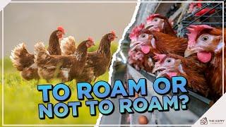 To Roam or Not to Roam Should I Free Range My Chickens?