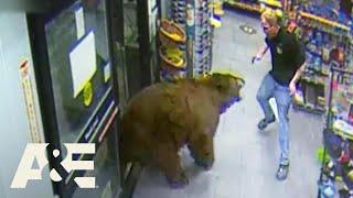 500-POUND Bear REPEATEDLY Steals Candy from Gas Station  Customer Wars  A&E