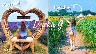 UK Vlog Drench into sea of flower at Mayfield and HitchinA Date with Lavender and Sunflowers🪻