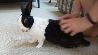 Bad rabbit being tickled then splooting