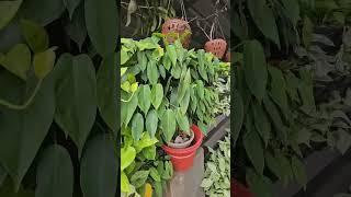 money plant ishtam 